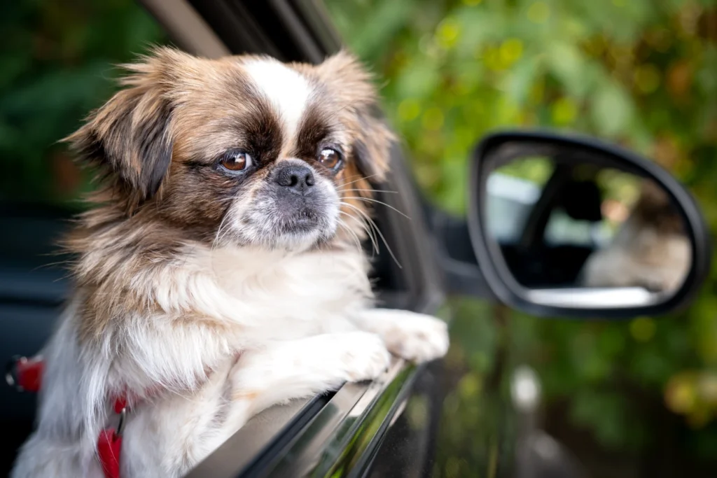 Dog Carrier Purse for Pekingese